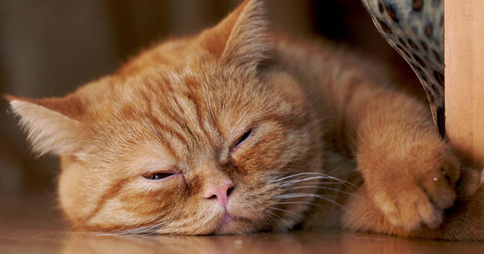 Your Guide to Cat Sleep Apnea: Can Cats Have Sleep Apnea?